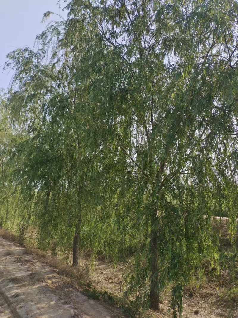10-20-30垂柳大量供应！大量现货！