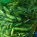 本地蚕豆