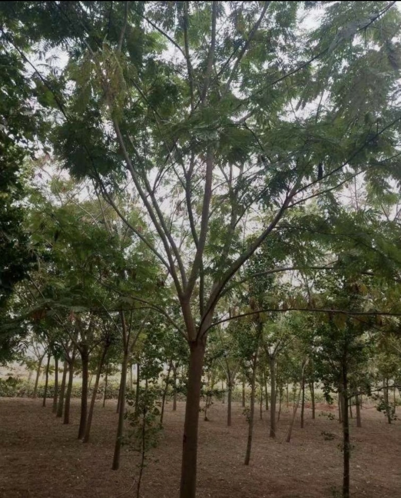 15-20-30合欢大量现货！大量供应！规格齐全！
