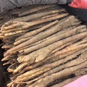 紫药佛手