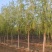 5-8-12cm垂柳大量现货！大量供应！规格齐全！