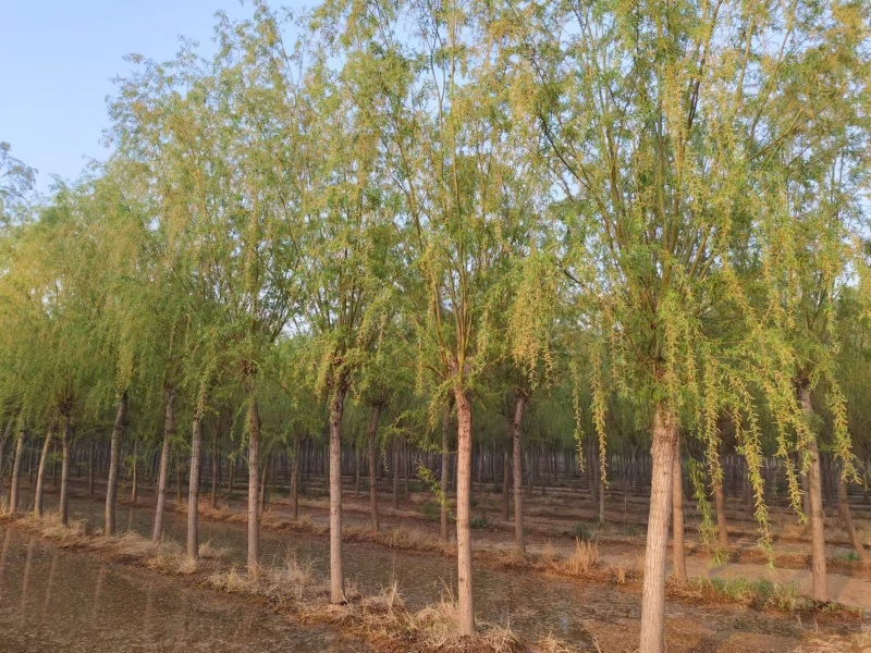 5-8-12cm垂柳大量现货！大量供应！规格齐全！