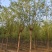 5-8-12cm垂柳大量现货！大量供应！规格齐全！