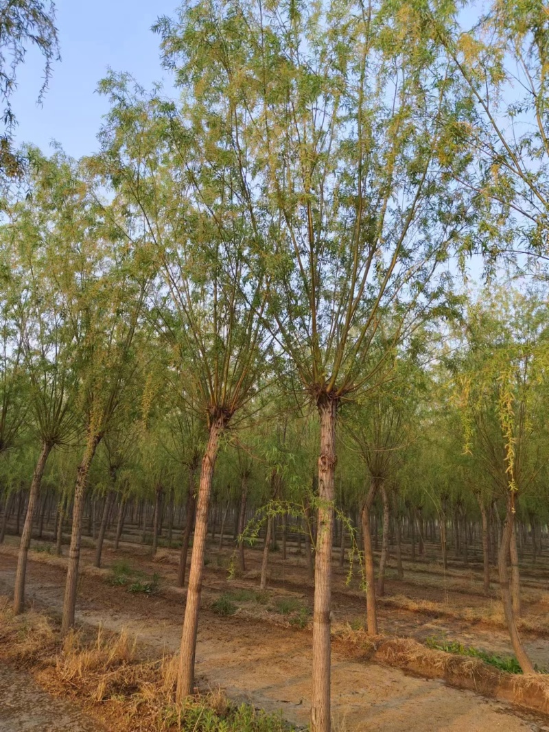 5-8-12cm垂柳大量现货！大量供应！规格齐全！