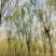 5-8-12cm垂柳大量现货！大量供应！规格齐全！