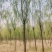 5-8-12cm垂柳大量现货！大量供应！规格齐全！