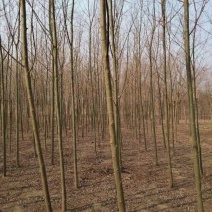 5-8-12cm垂柳大量现货！大量供应！规格齐全！