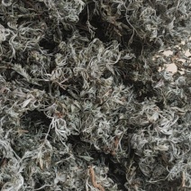 野生茵陈