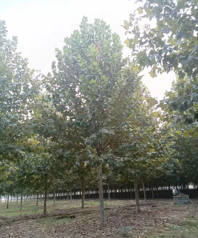 10-15-20-25法桐大量现货！规格齐全！欢迎选购！
