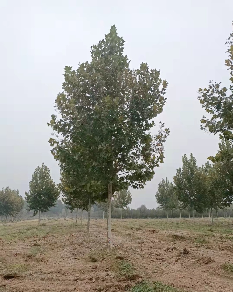 10-15-20-25法桐大量现货！规格齐全！欢迎选购！