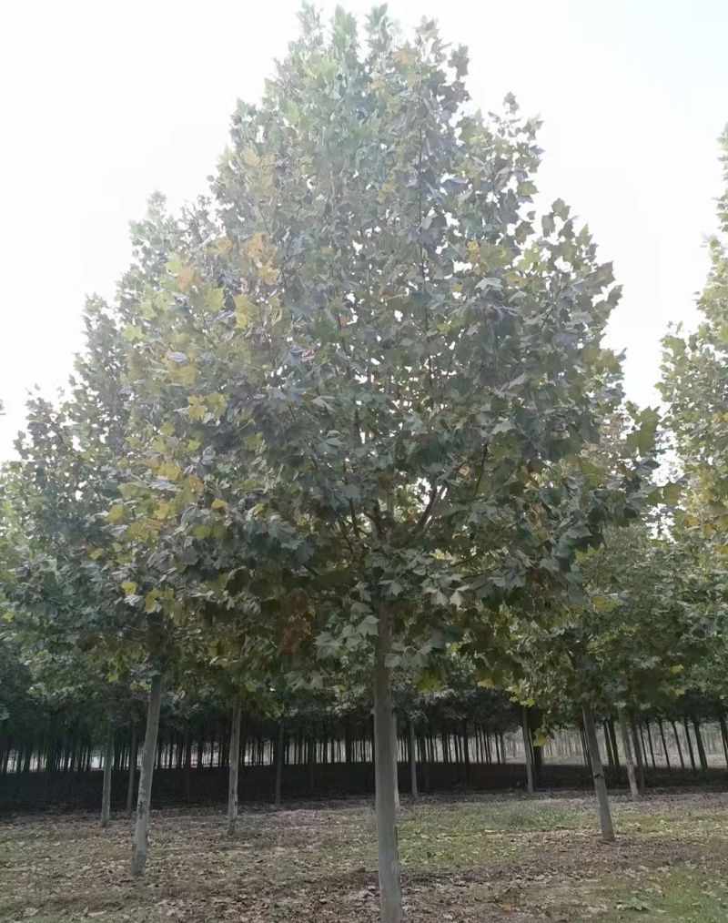 10-15-20-25法桐大量现货！规格齐全！欢迎选购！