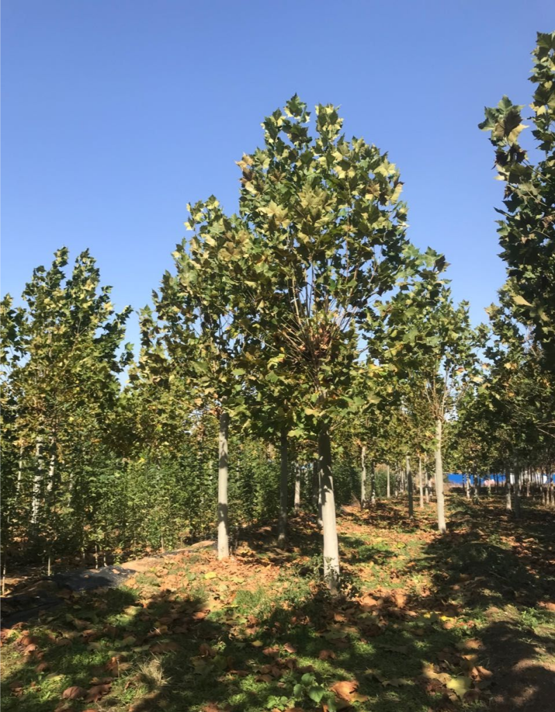 10-15-20-25法桐大量现货！规格齐全！欢迎选购！