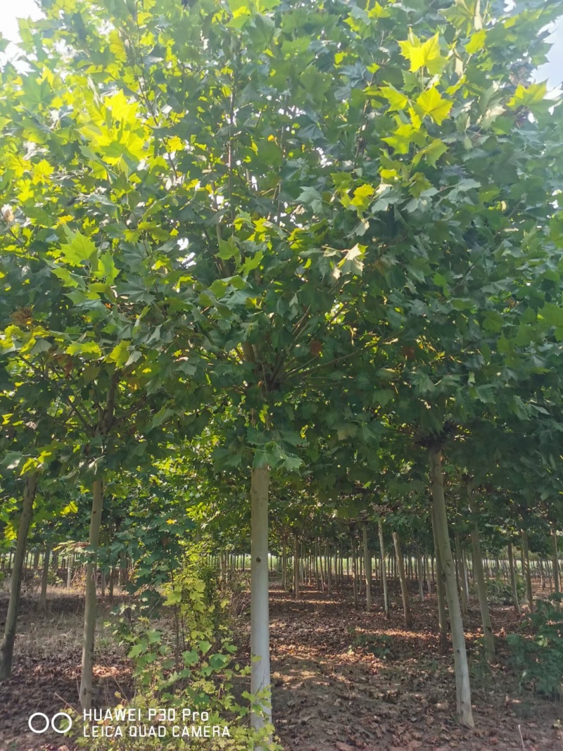 10-15-20-25法桐大量现货！规格齐全！欢迎选购！