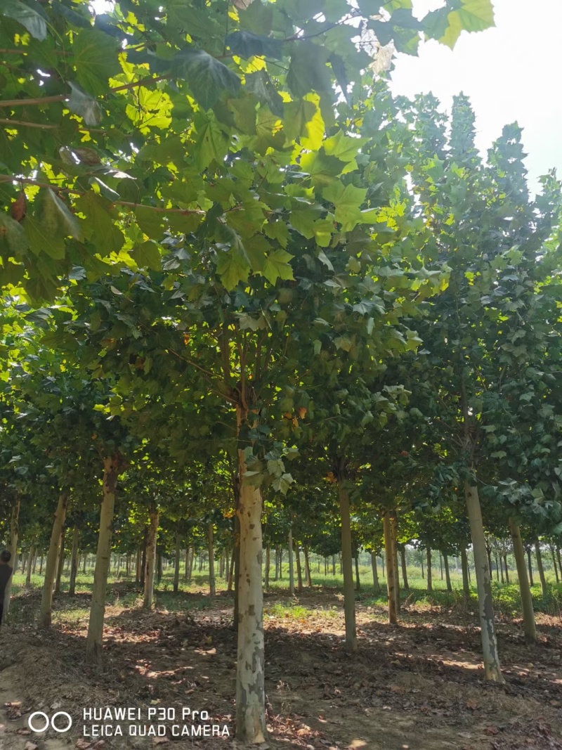 10-15-20-25法桐大量现货！规格齐全！欢迎选购！