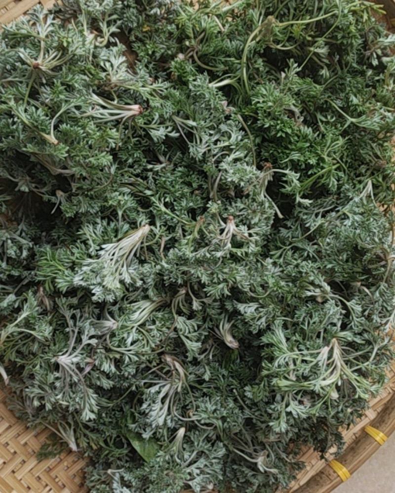 野生茵陈