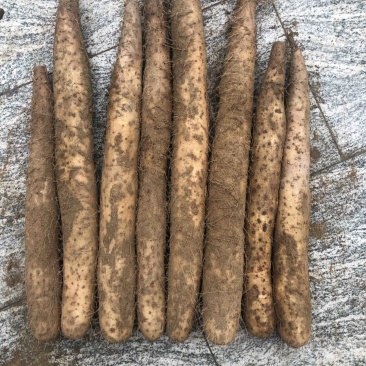 白玉大货