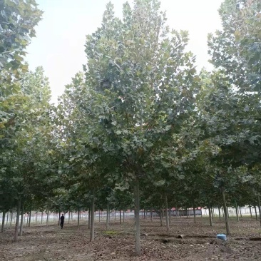 10-15-20-25法桐大量现货！规格齐全！欢迎选购！
