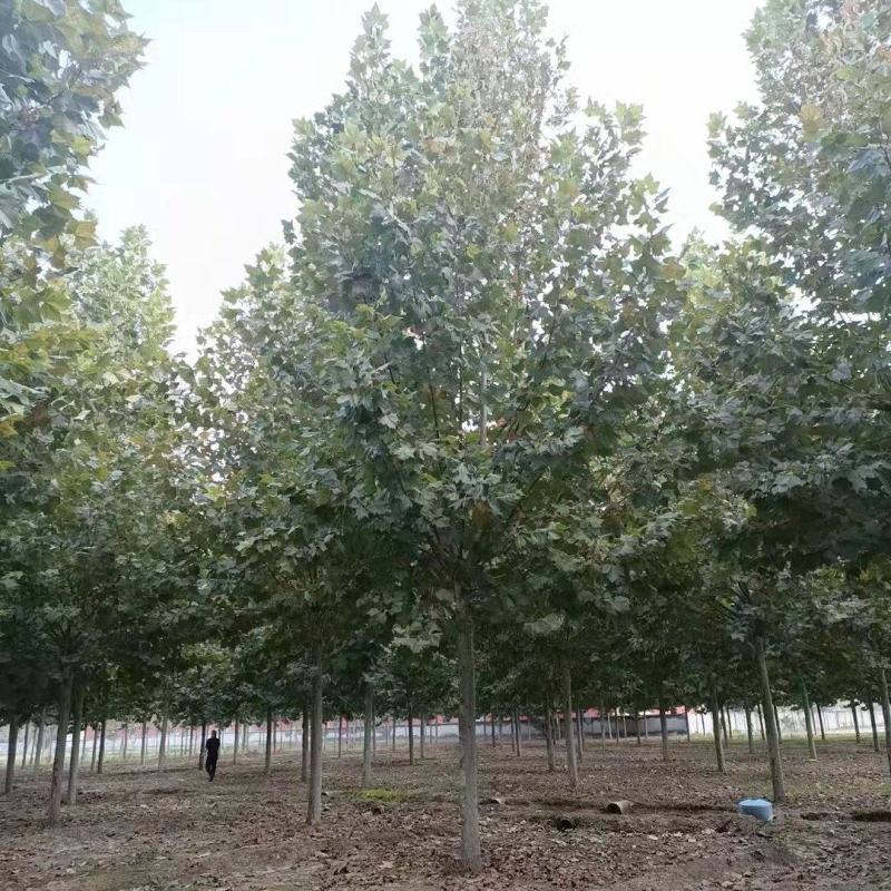 10-15-20-25法桐大量现货！规格齐全！欢迎选购！