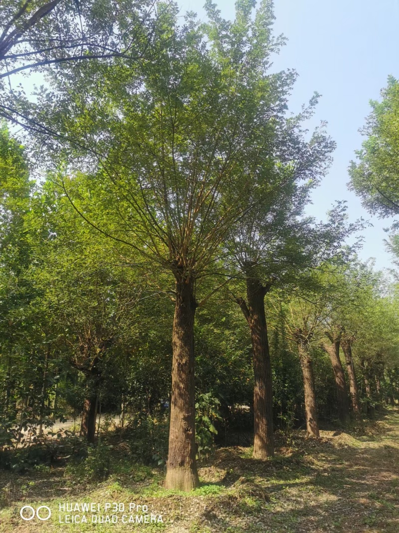 10-20-30国槐大量现货！规格齐全！欢迎选购！