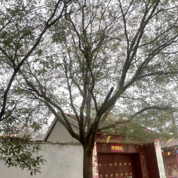10-20-30国槐大量现货！规格齐全！欢迎选购！