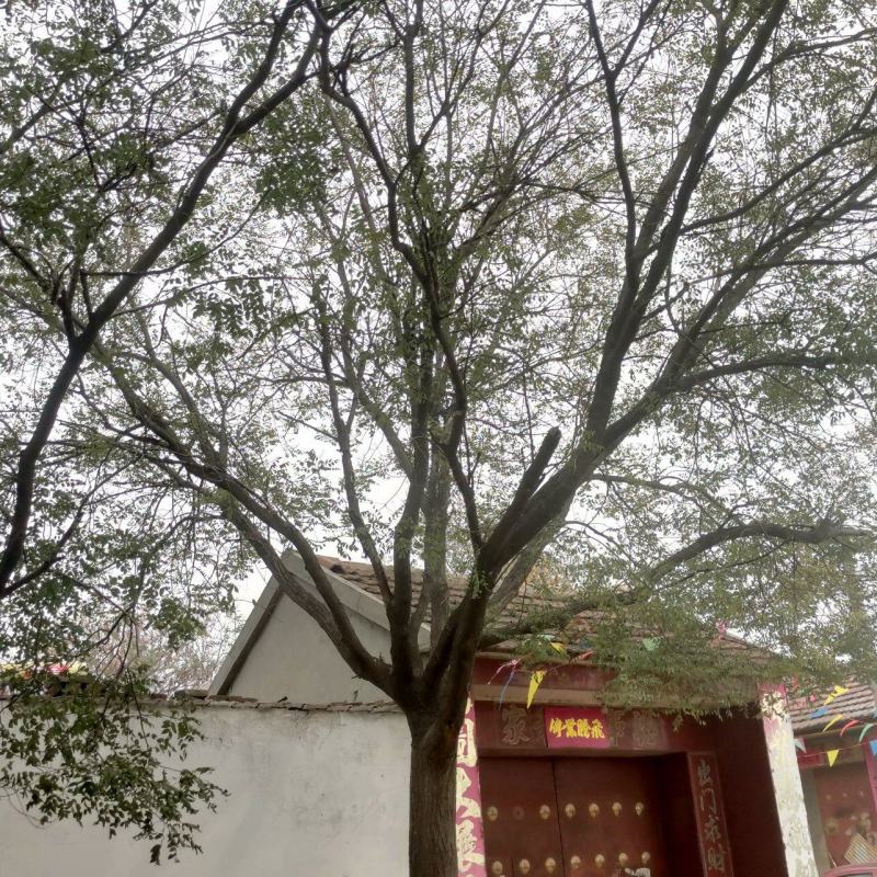 10-20-30国槐大量现货！规格齐全！欢迎选购！