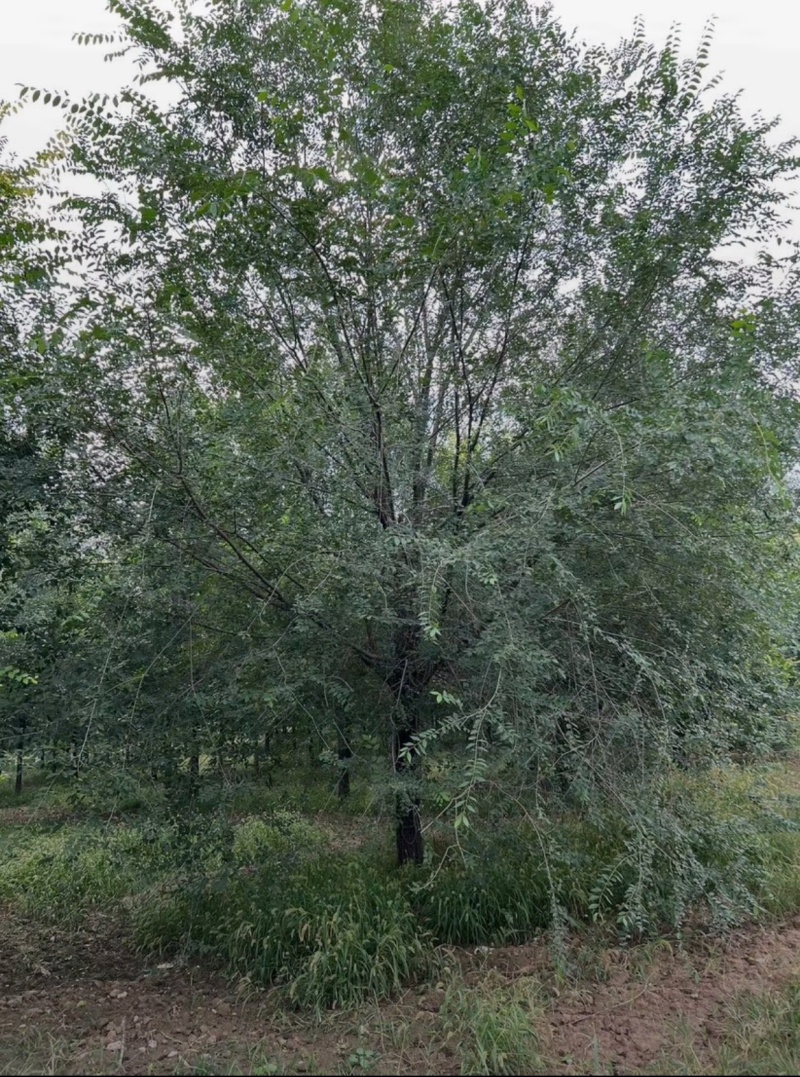 榆树10-20-30cm大量现货？规格齐全！欢迎选购！