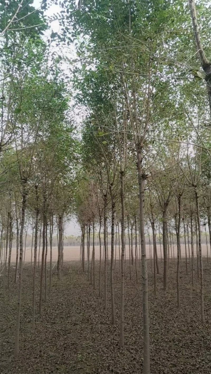 榆树10-20-30cm大量现货？规格齐全！欢迎选购！