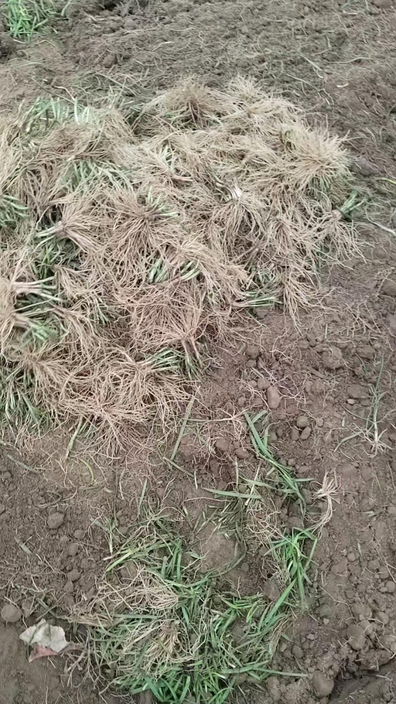 韭菜根有货，需要的老板联系。当年新根