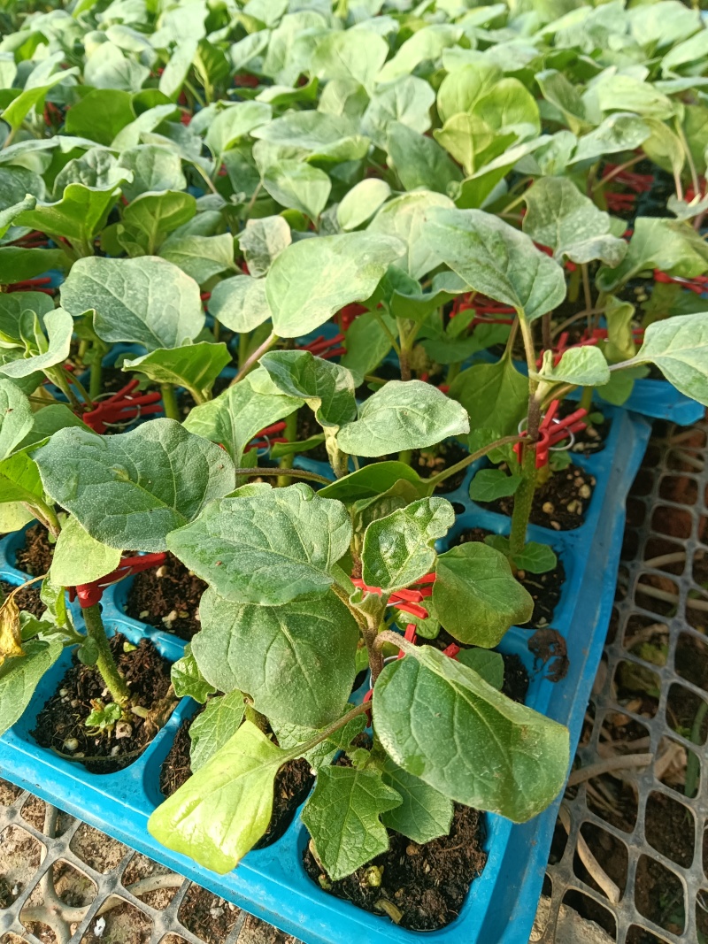 花茄苗根好苗壮现苗全国直发