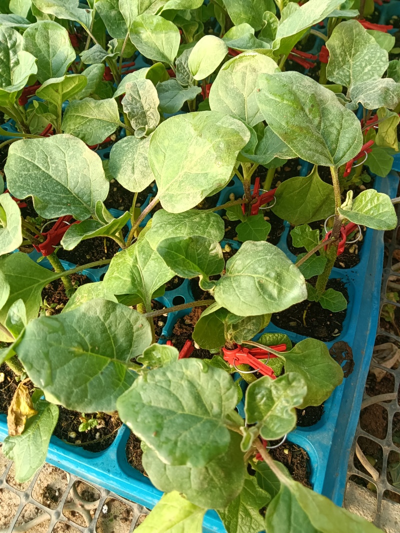 花茄苗根好苗壮现苗全国直发