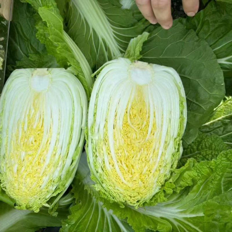 黄心大白菜大量上市了