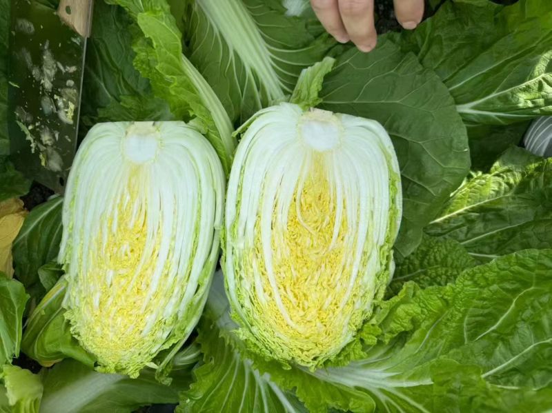 黄心大白菜大量上市了