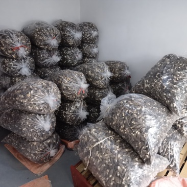头茬羊肚菌六妹七妹统货鲜品干品10斤起包邮品质保证