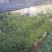 这些兰花需要处理