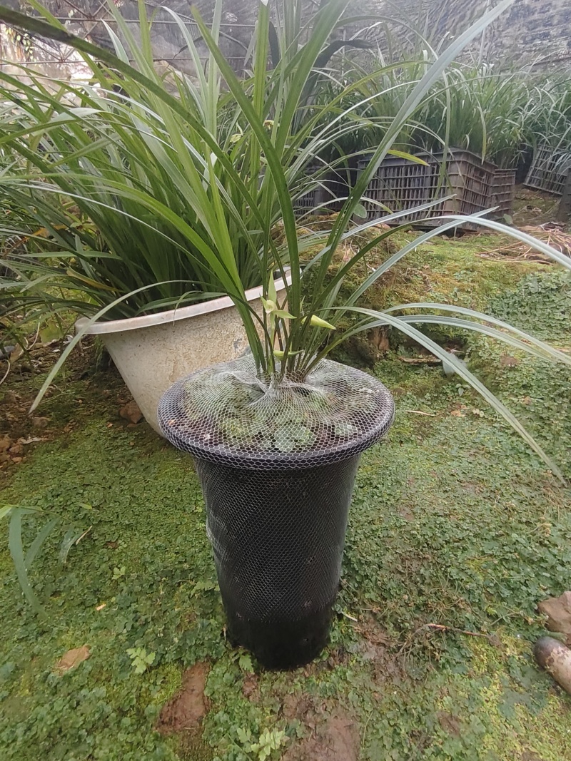 这些兰花需要处理