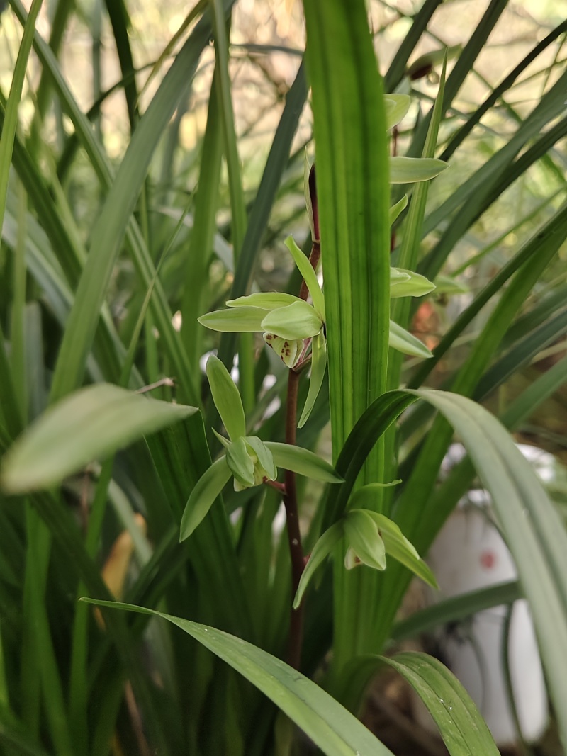 这些兰花需要处理