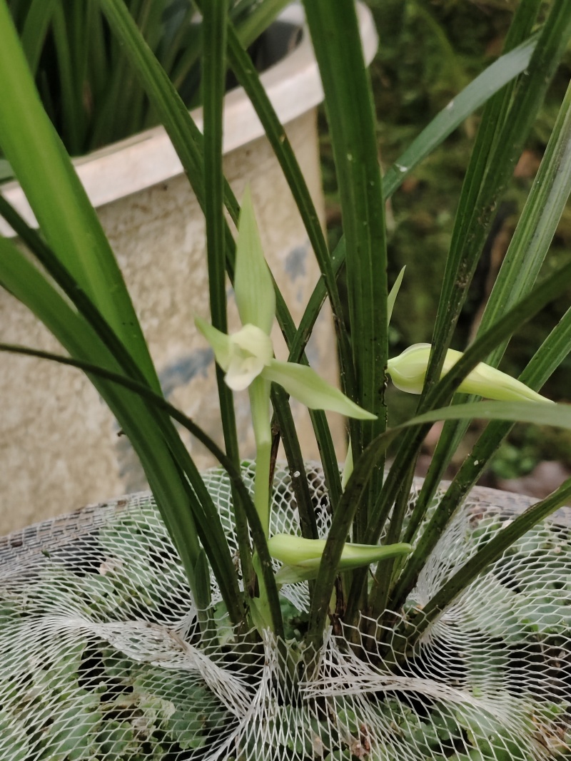 这些兰花需要处理
