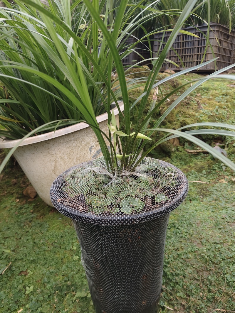 这些兰花需要处理