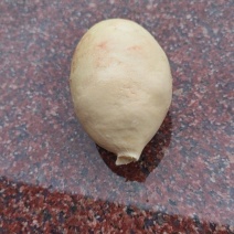 鹅宝出售