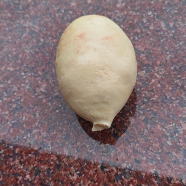 鹅宝出售
