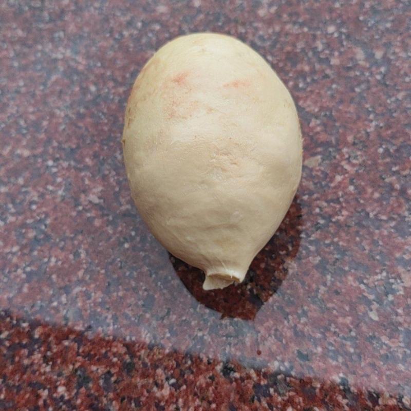 鹅宝出售