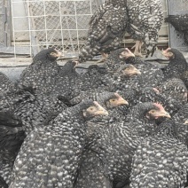 鸡活鸡散养鸡无抗生素量大从优一手货源欢迎来电