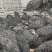 鸡散养鸡无抗厂家直供一手货源量大从优欢迎来电