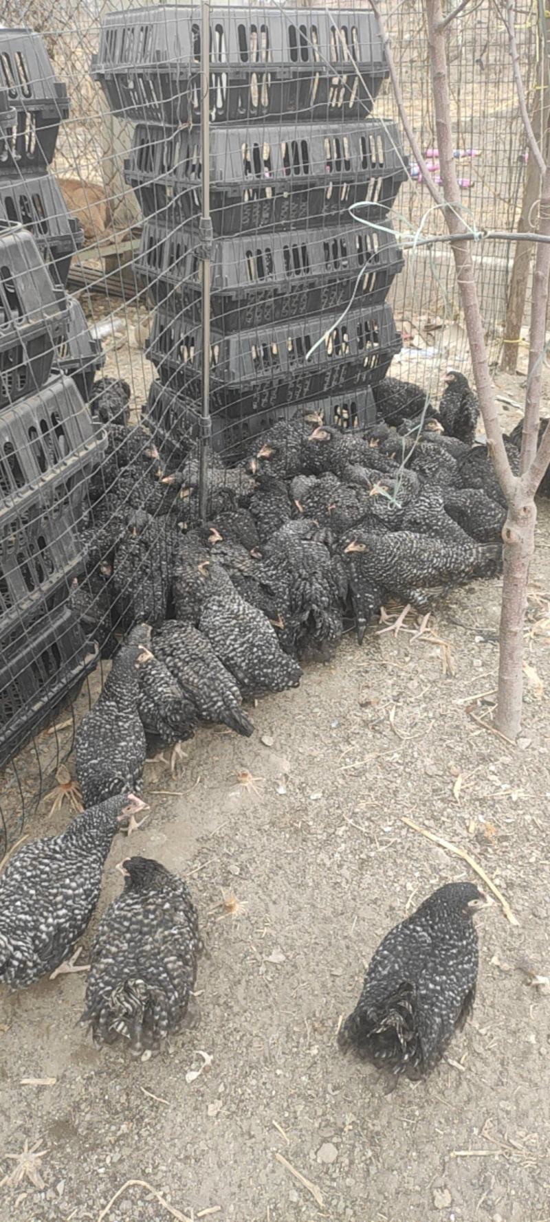 鸡散养鸡无抗厂家直供一手货源量大从优欢迎来电