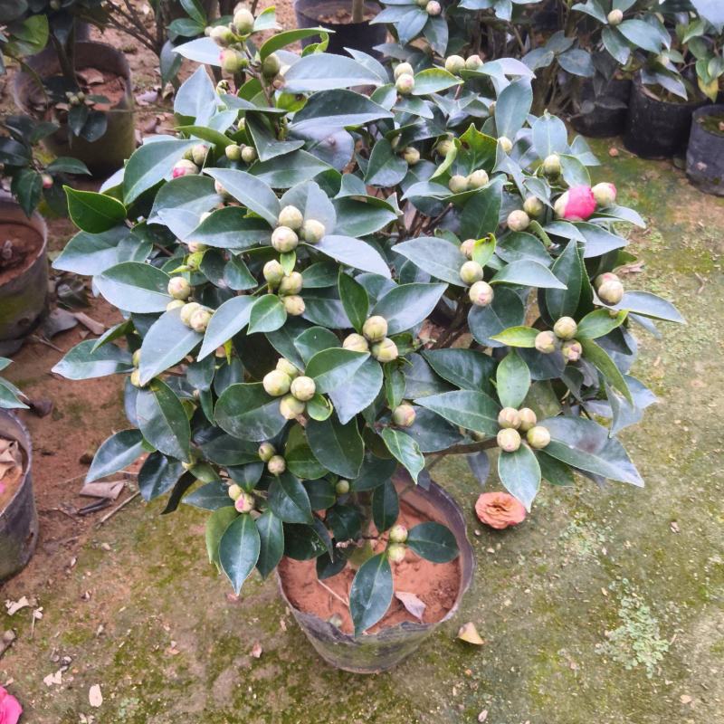 茶花