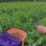 精品豆苗批发，5斤起发