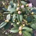 茶花