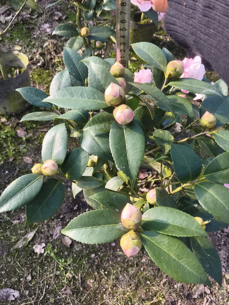茶花