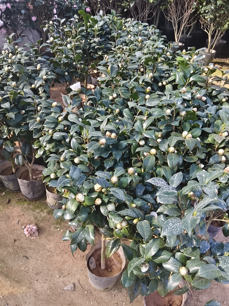 茶花