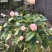 茶花